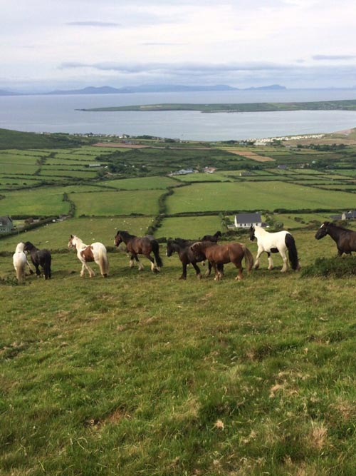 Horses in the field